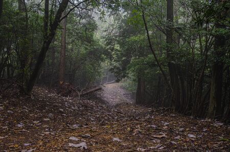 Mount Otowa mountain trail in Shigaの写真素材