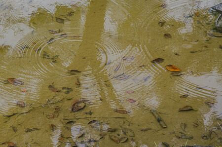 Ripples moving on the surface of the water