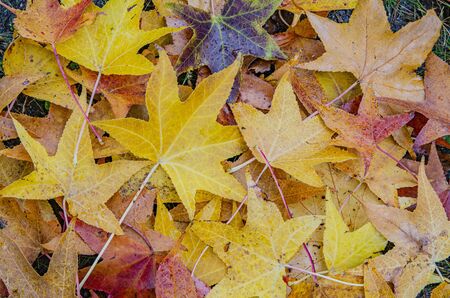 Fallen leaves