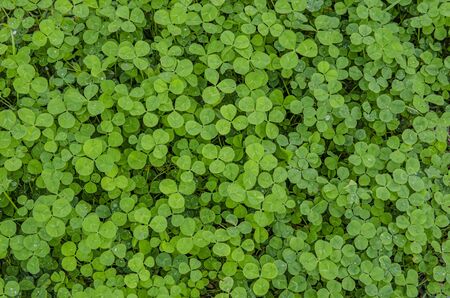 Clover on a Rainy Dayの写真素材
