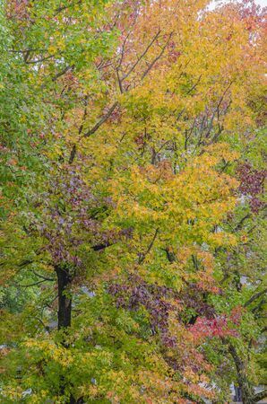 Autumn colors.の写真素材