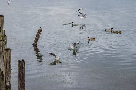 Feeding birds at Lake Biwaの写真素材
