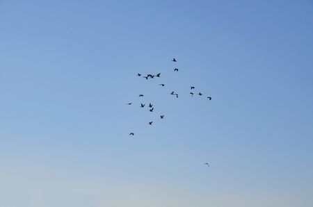 flock of birdsの写真素材