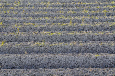 Fieldの写真素材