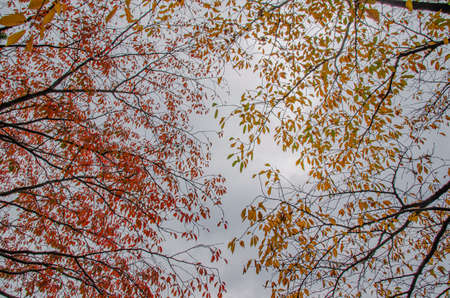Autumn skyの写真素材