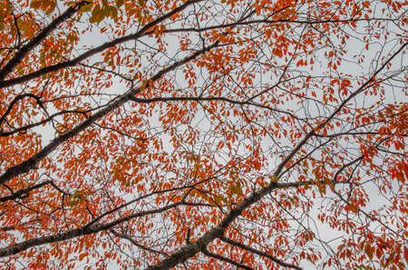 Autumn leavesの写真素材