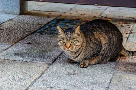 Catの写真素材