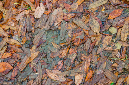 Autumn leavesの写真素材