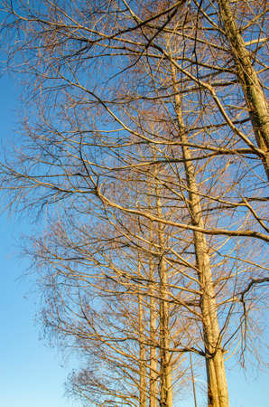 Winter Methassequoiaの写真素材