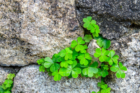 Cloverの写真素材