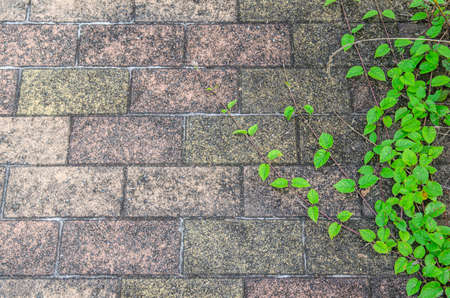 Cobblestones and green leavesの写真素材