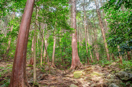Mt. Mikae Trail in Shiga Prefectureの写真素材