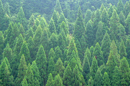 Fresh green cedar forest