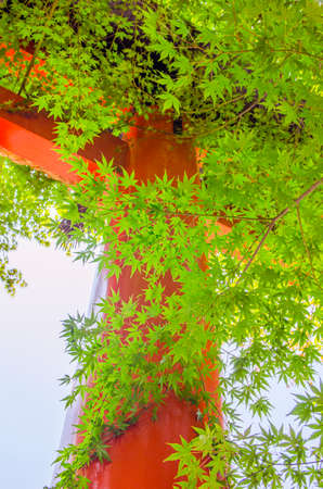 Torii gate and young leavesの写真素材