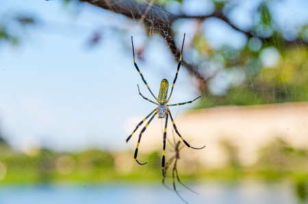 Nephila clavataの写真素材