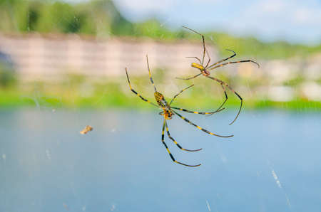 Nephila clavataの写真素材