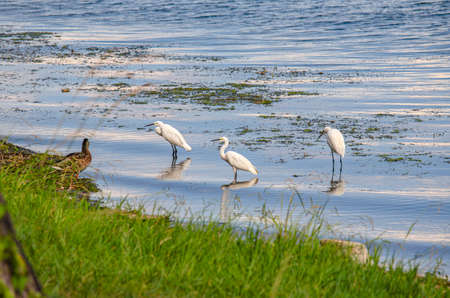 Egils on the shores of Lake Biwaの写真素材