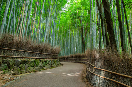 Bamboo Forest Road in Arashiyama, Kyotoの写真素材