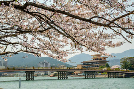 Karahashi bridge and cherry blossoms in Seta, Shiga Prefectureのeditorial素材