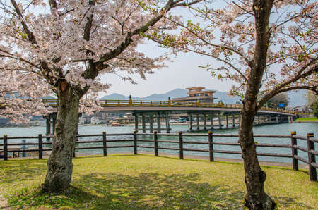 Karahashi bridge and cherry blossoms in Seta, Shiga Prefectureのeditorial素材