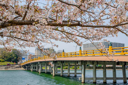 Karahashi bridge and cherry blossoms in Seta, Shiga Prefectureのeditorial素材