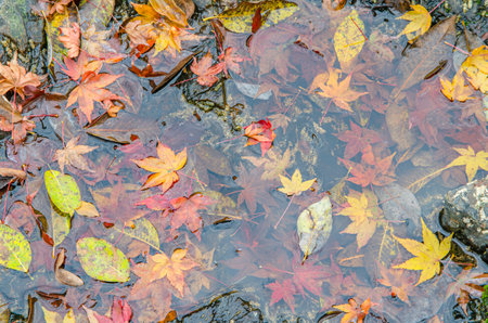 Fallen leaves and puddles