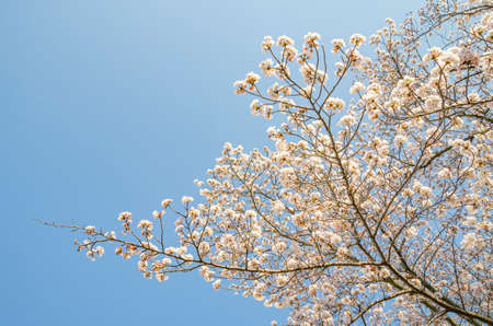 Cherry blossoms and a blue sky