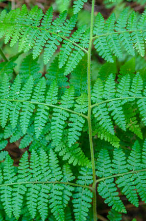 Fern plantsの写真素材