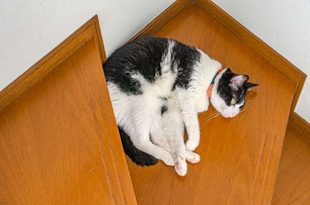 Cat sleeping on the stairsの写真素材