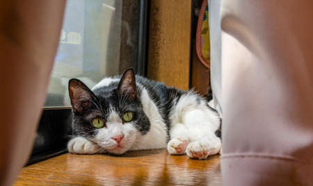 Cat relaxing by the windowの写真素材