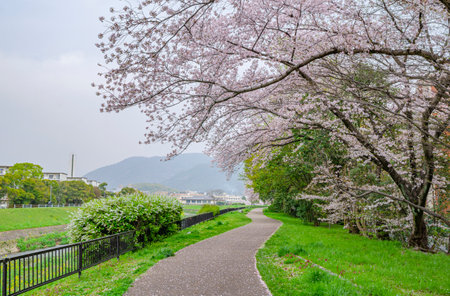 Cherry blossoms in full bloom along the shore of Lake Kawaguchikoの写真素材