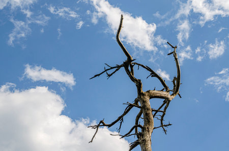 Dead tree against blue sky with white clouds. Nature landscape background.の写真素材