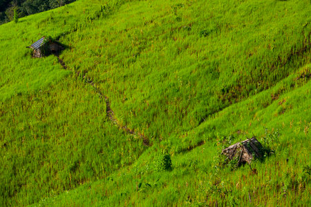 Field in Thailandの写真素材