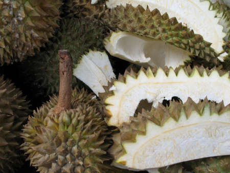 A bed of durians open and unopened