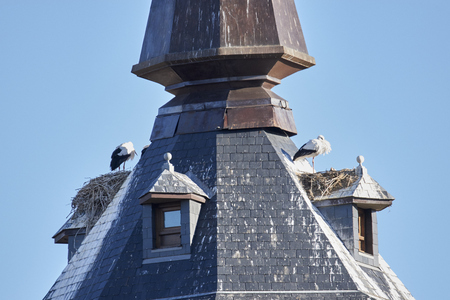 European white stork (Ciconia ciconia) flying in Alcala de Henares, Madrid, Spainの写真素材