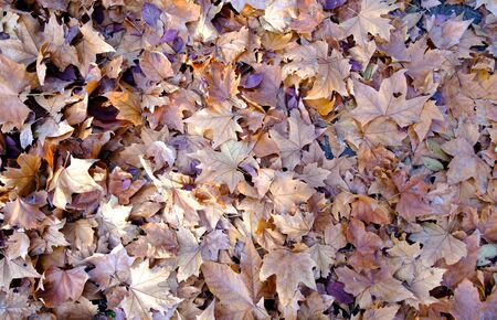 Views of the O'donell park in autumn with fallen leaves and warm colors in Alcala de Henares, Madrid Spainの写真素材