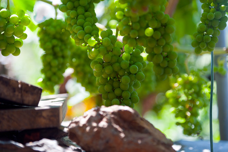 Belesar reservoir cleaning the Minho river. Views of the ruins of the village of Chave, strains and terraces of vineyards in the Ribeira Sacra, Lugo, Galicia, Spainの写真素材