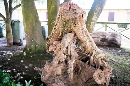 Close-up of cut and rotten trees