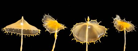Images forming two drops of water when colliding after falling in waterの写真素材