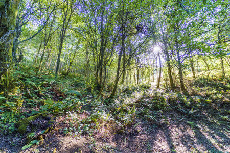 Backlit of a typical Atlantic forest in Galicia, Spain, with soil covered with ferns and dry leaves and a very chaotic distribution of trees. with the sun facingの写真素材