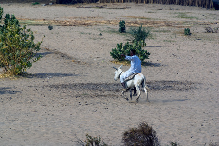 Nile river, near Aswan, February 16, 2017: Arab riding a donkey walking through an area of sand on the riverbank while pointing to a boat that passes through the riverのeditorial素材