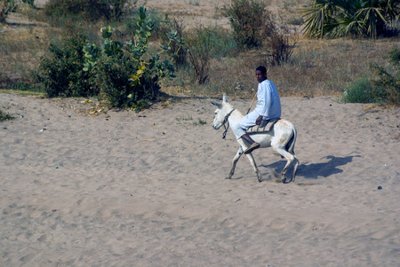 Nile river, near Aswan, February 16, 2017: Arab with typical clothes from the area, riding on a donkey standing on the bank of the river watching the ships sailing on the Nile pass byのeditorial素材