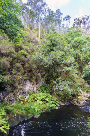 Small pond surrounded by rocks and very green vegetation composed, above all, of ferns in a mountain river called Anllons in Galicia, Spainの写真素材