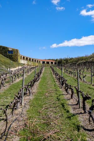 Rows of strains of Rioja wine without leaves or grapes with pruned branches and in perfect alignmentの写真素材