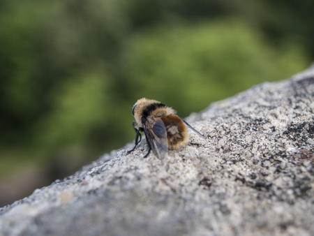 Honeybee ready to startの写真素材
