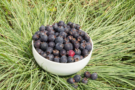 Juneberry