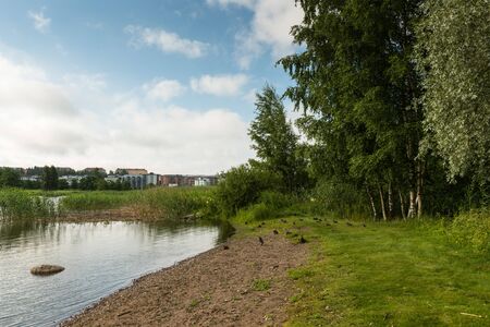 Small beach with mallards in urban environmentの写真素材