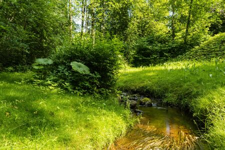 Small creek in a forestの写真素材