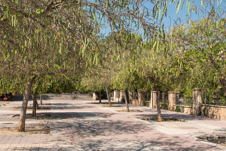 Park in Palma de Mallorca, Spain, with trees on a sunny dayの写真素材