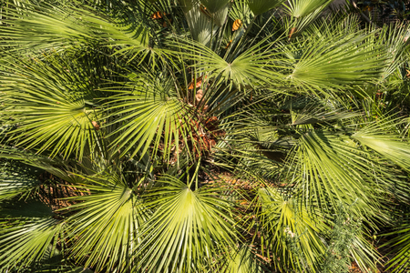 Green palm leaves on a sunny dayの写真素材